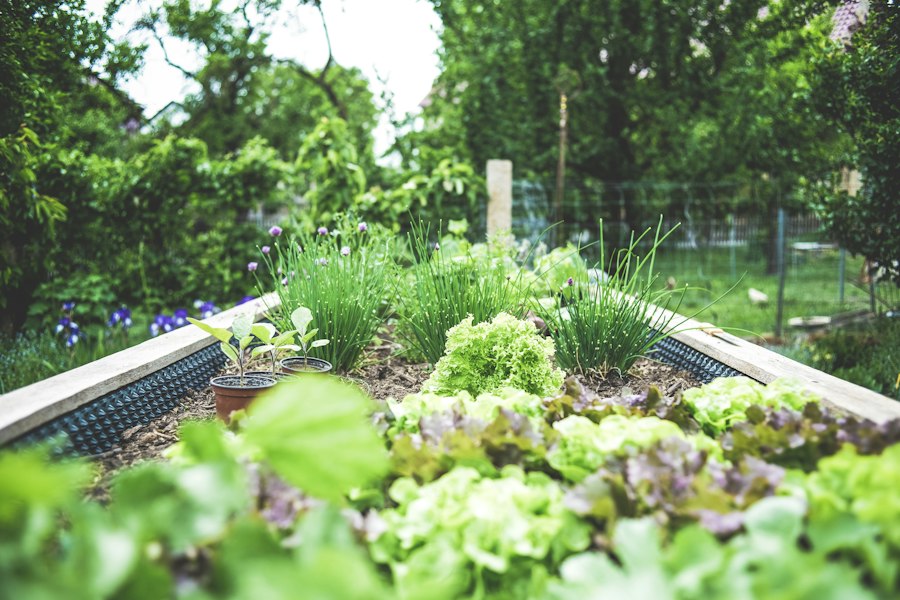 Fresh vegetable harvest