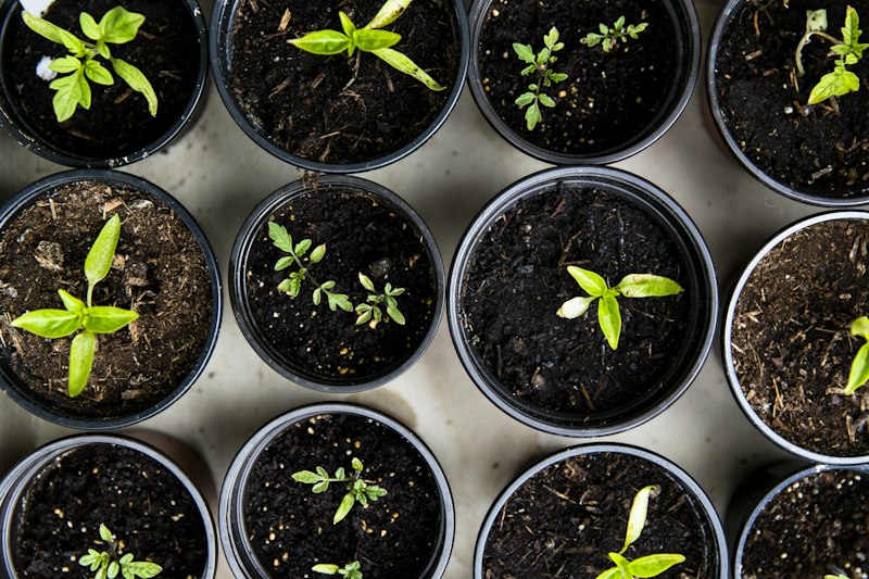 Hands planting seedling