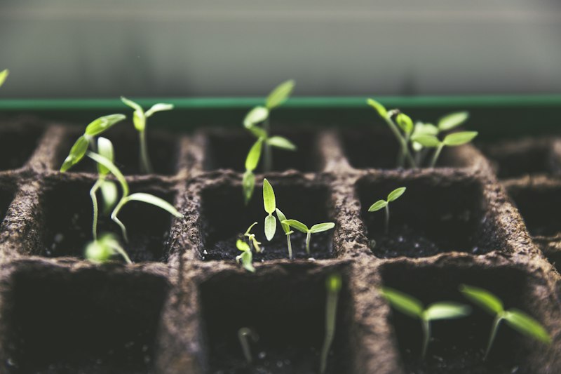 Herb seedlings